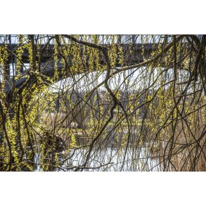 For�r ved Amtmand Hoppes Bro over Guden�en i Lang�