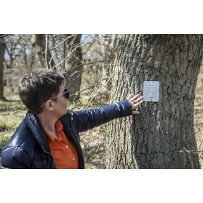 Livstr� i Lang� Egeskov ved Guden�en