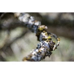 Biodiversitet i skoven ved den gamle jernbane i Laurbjerg