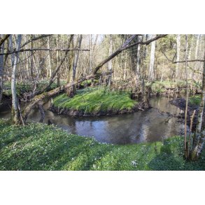 Skoven ved den gl. jernbane i Laurbjerg. �en l�ber sammen med Lille�en t�t p� dette sted