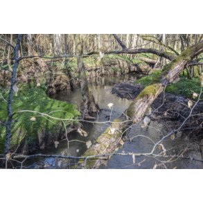 Skoven ved den gl. jernbane i Laurbjerg. �en l�ber sammen med Lille�en t�t p� dette sted