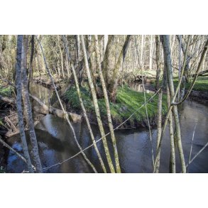 Skoven ved den gl. jernbane i Laurbjerg. �en l�ber sammen med Lille�en t�t p� dette sted