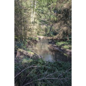 Skoven ved den gl. jernbane i Laurbjerg. �en l�ber sammen med Lille�en t�t p� dette sted