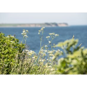 Sangstrup klint