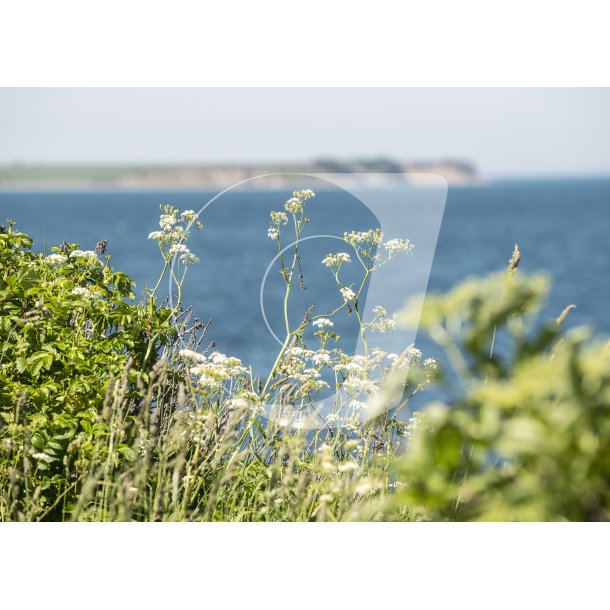 Sangstrup klint