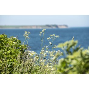 Sangstrup Klint p� Djursland nord for Gren�