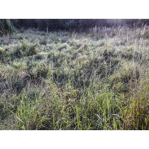 Morgen dug i gr�sset ved Randers Naturskole ved Guden�en