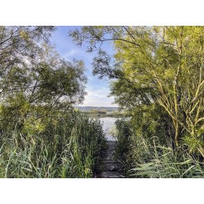 Tidlig sommermorgen ved Guden�en i Randers