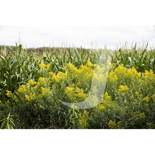 Biodiversitet ved majsmark i udkanten af Uhrehje plantage