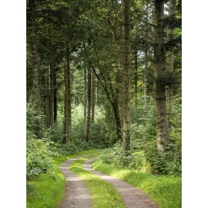 Skovvej i Uhreh�je Plantage