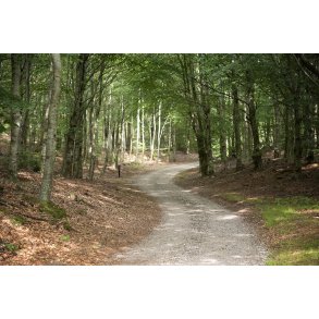 Skovvej i Uhreh�je Plantage