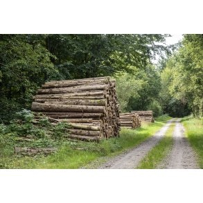 Skovhugst ved skovvej i Uhreh�je Plantage