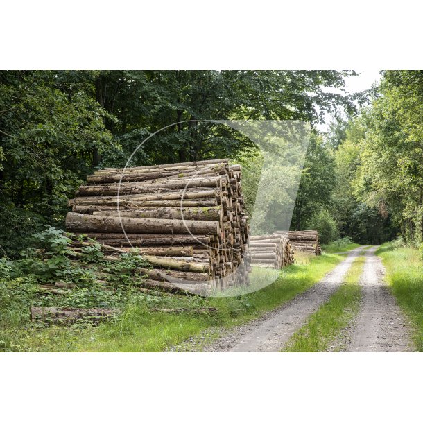 Skovhugst ved skovvej i Uhrehje Plantage