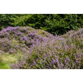 Lyng p� Langh�j i Uhreh�je Plantage