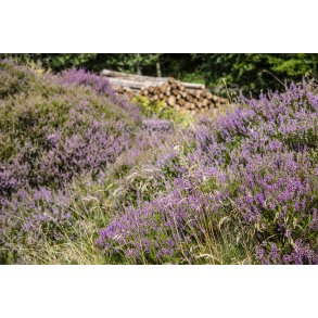 Lyng p� Langh�j i Uhreh�je Plantage