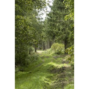 Skovvej i Uhrehje Plantage