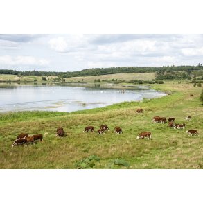 Hereford kvg ved Louns s