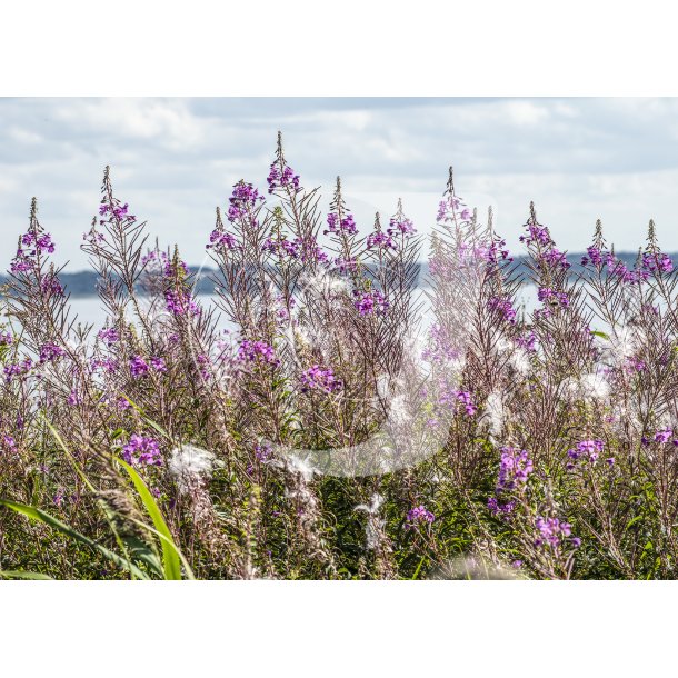 Biodiversitet no. 1 - 50 x 70 cm