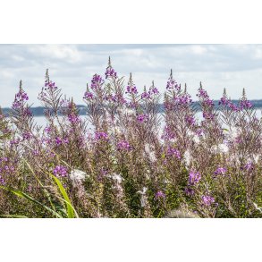 Biodiversitet ved Louns Bredning