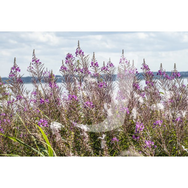 Biodiversitet ved Louns Bredning