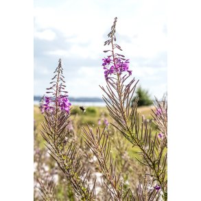 Biodiversitet ved Louns Bredning