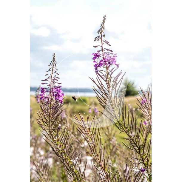 Biodiversitet ved Louns Bredning