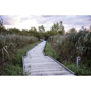 Tidlig morgen ved Guden�en i Randers