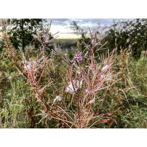 Morgendug i planter ved Guden�en i Randers