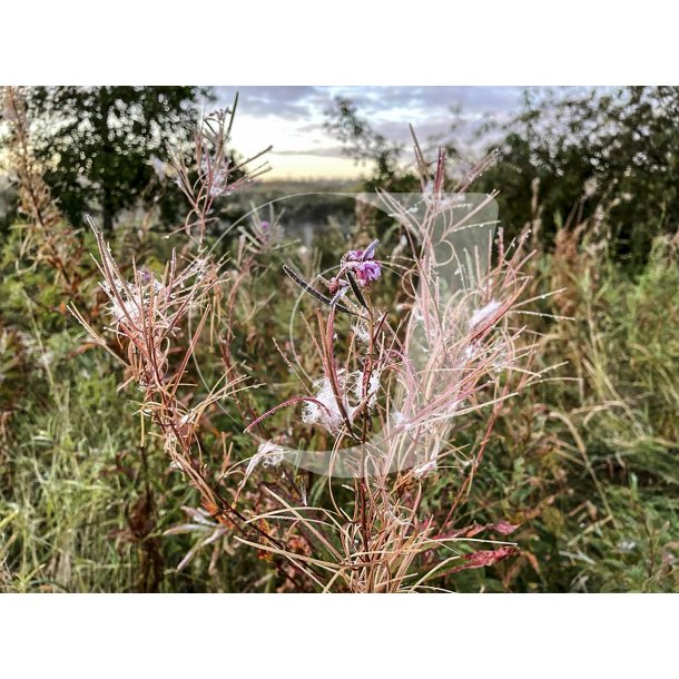 Morgendug i planter ved Gudenen i Randers