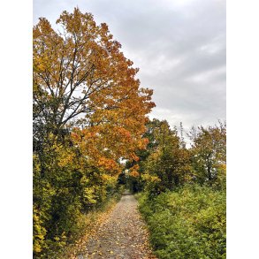 Efter�r ved Guden�en i Randers