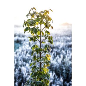 Spindelv�v i plante en frost morgen ved Fladbro