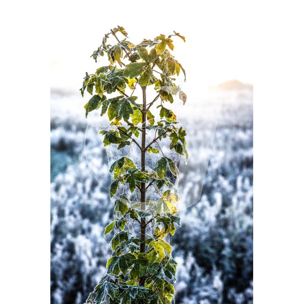 Spindelvv i plante en frost morgen ved Fladbro