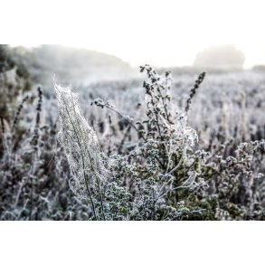 Spindelv�v i planter en frost morgen ved Fladbro