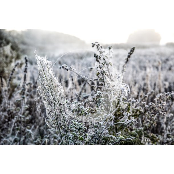 Spindelvv i planter en frost morgen ved Fladbro