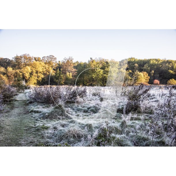 Frost morgen i Fladbro ved Nrreen