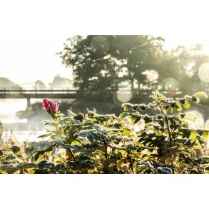 Rose en frost morgen med dis ved Fladbro