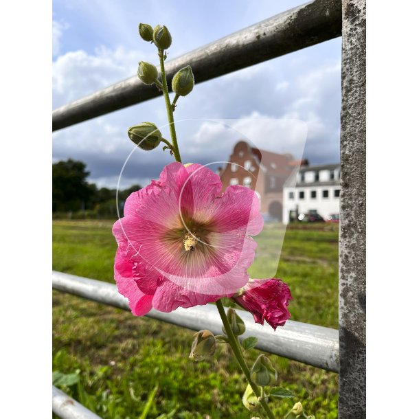 Sommer blomst ved jernbanen i Allingbro 