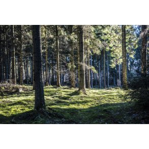 Skoven ved Bidstrup, t�t p� Laurbjerg