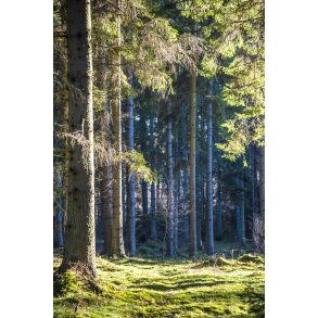 Skoven ved Bidstrup, t�t p� Laurbjerg