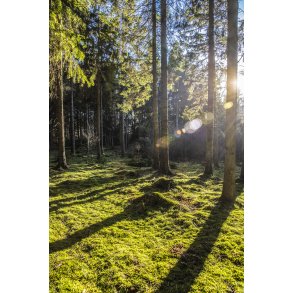 Skoven ved Bidstrup, t�t p� Laurbjerg