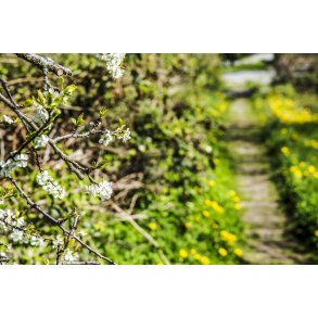 For�r ved den gl. Randers-Hadsund jernbane i Dronningborg