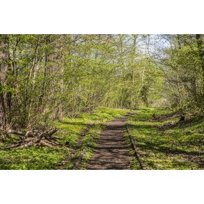 For�r ved den gl. Randers-Hadsund jernbane i Dronningborg