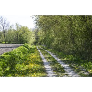 Den gl. Randers-Hadsund jernbane fra Lem trinbr�t mod skoven