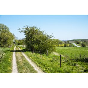 Den gl. Randers-Hadsund jernbane mellem Lem Trinbr�t og udkanten af Gimming. Krydser Vestrupvej