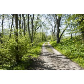 Gl. Randers-Hadsund jernbane i skoven f�r Lem trinbr�t