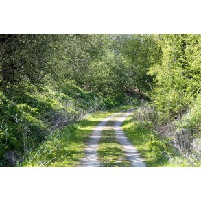 Gl. Randers-Hadsund jernbane i skoven f�r Lem trinbr�t