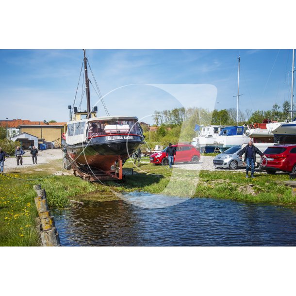 Lillebjrn p vej til sstning i Randers havn