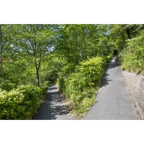 Stierne op til Vester Altan-anl�gget i Randers