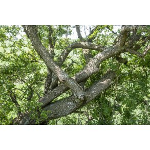 Sammenvokset frugttr� p� gl. Randers-Hadsund jernbane, mellem Lem trinbr�t og Spentrup