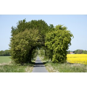 Gl. Randers-Hadsund jernbane mellem Lem trinbr�t og Spentrup